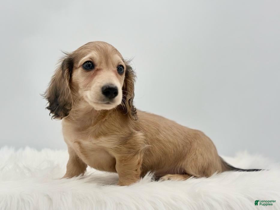 Dachshund dogs for sale: Dunkin  - Ad 2