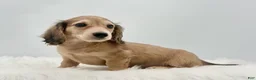 Dachshund dogs for sale: Dunkin  - Ad 1