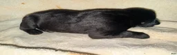 Cane Corso dogs for sale: Dean AKC - Ad 2