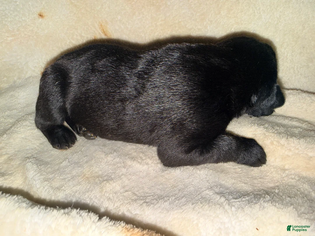 Cane Corso dogs for sale: Dean AKC - Ad 2