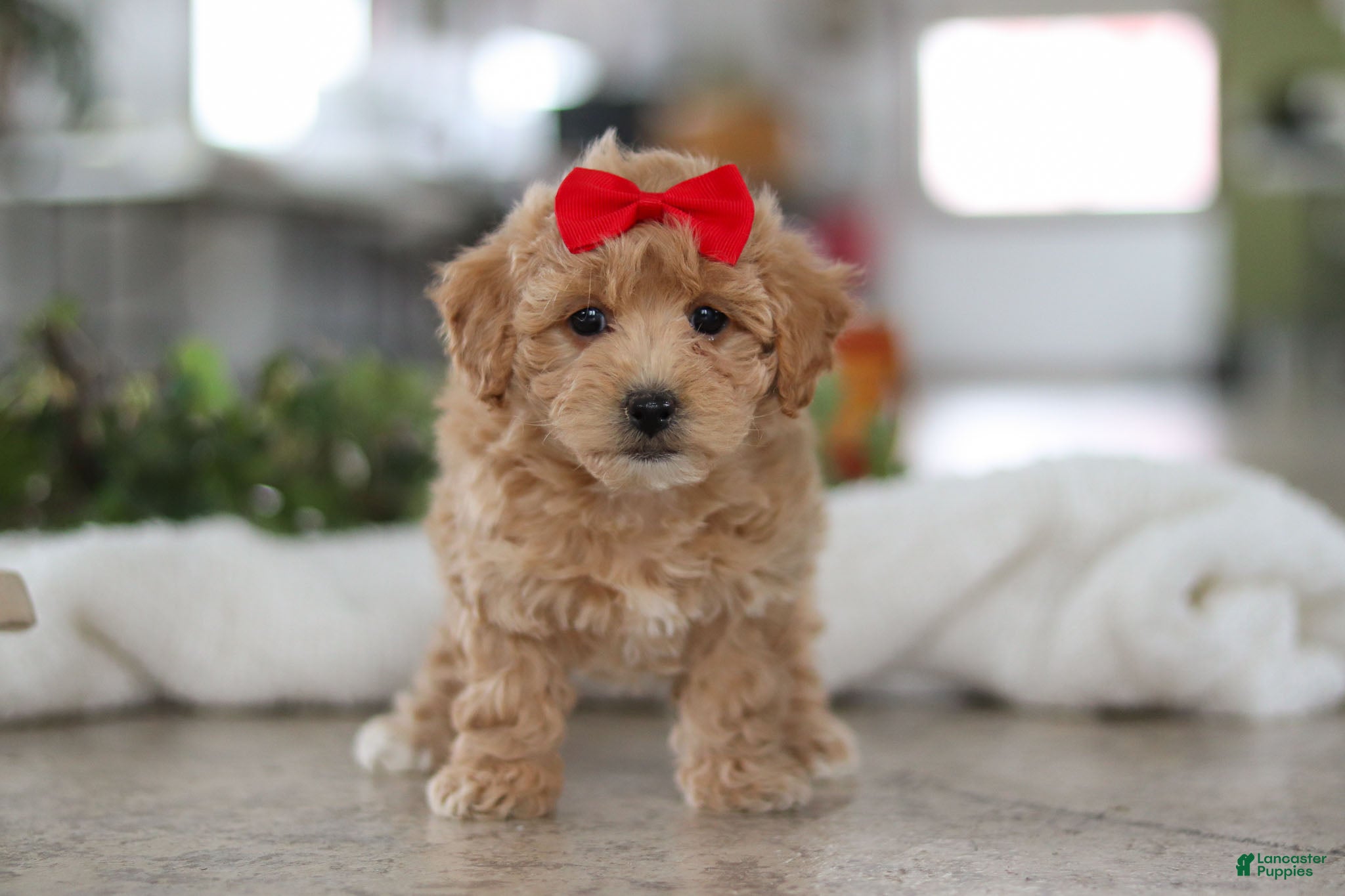 Maltipoo dogs Lucy - Ad 9