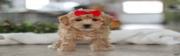 Maltipoo dogs for sale: Lucy - Ad 1