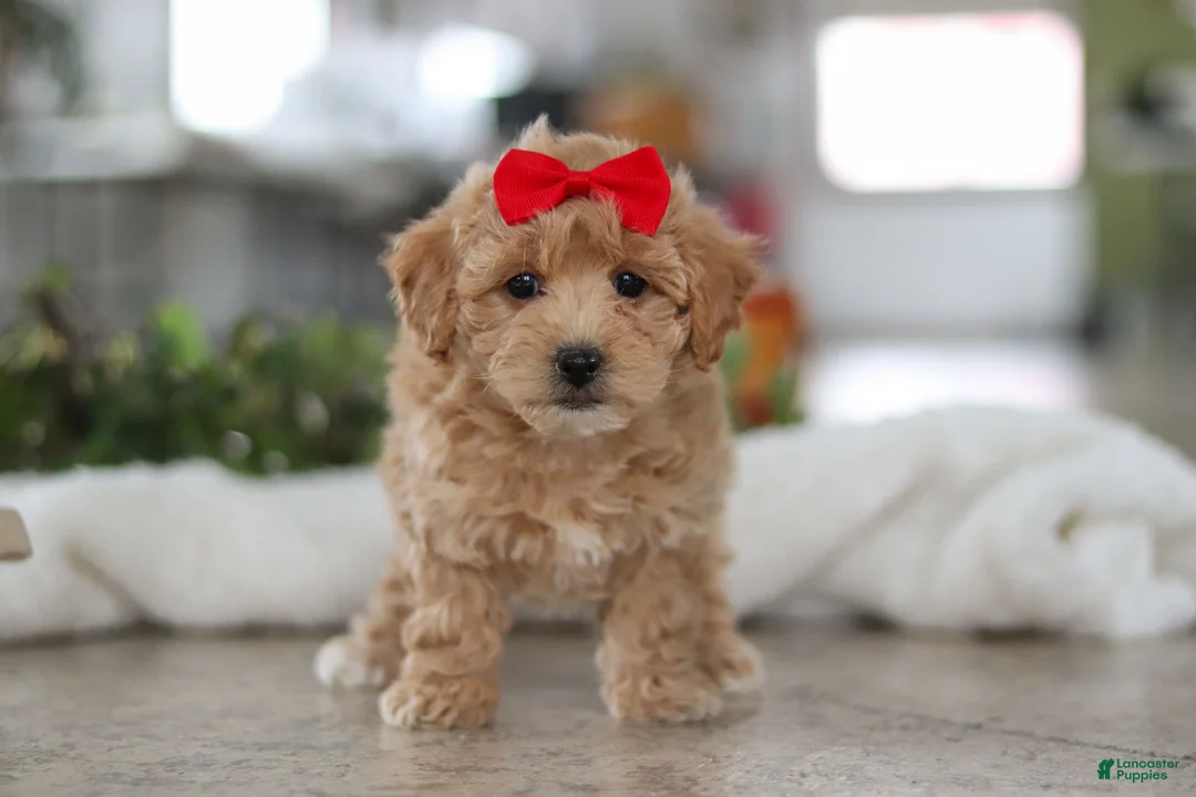 Maltipoo dogs for sale: Lucy - Ad 1
