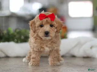 Maltipoo dogs Lucy - Ad 9