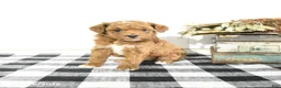 Toy Poodle dogs for sale: Silas - Ad 3