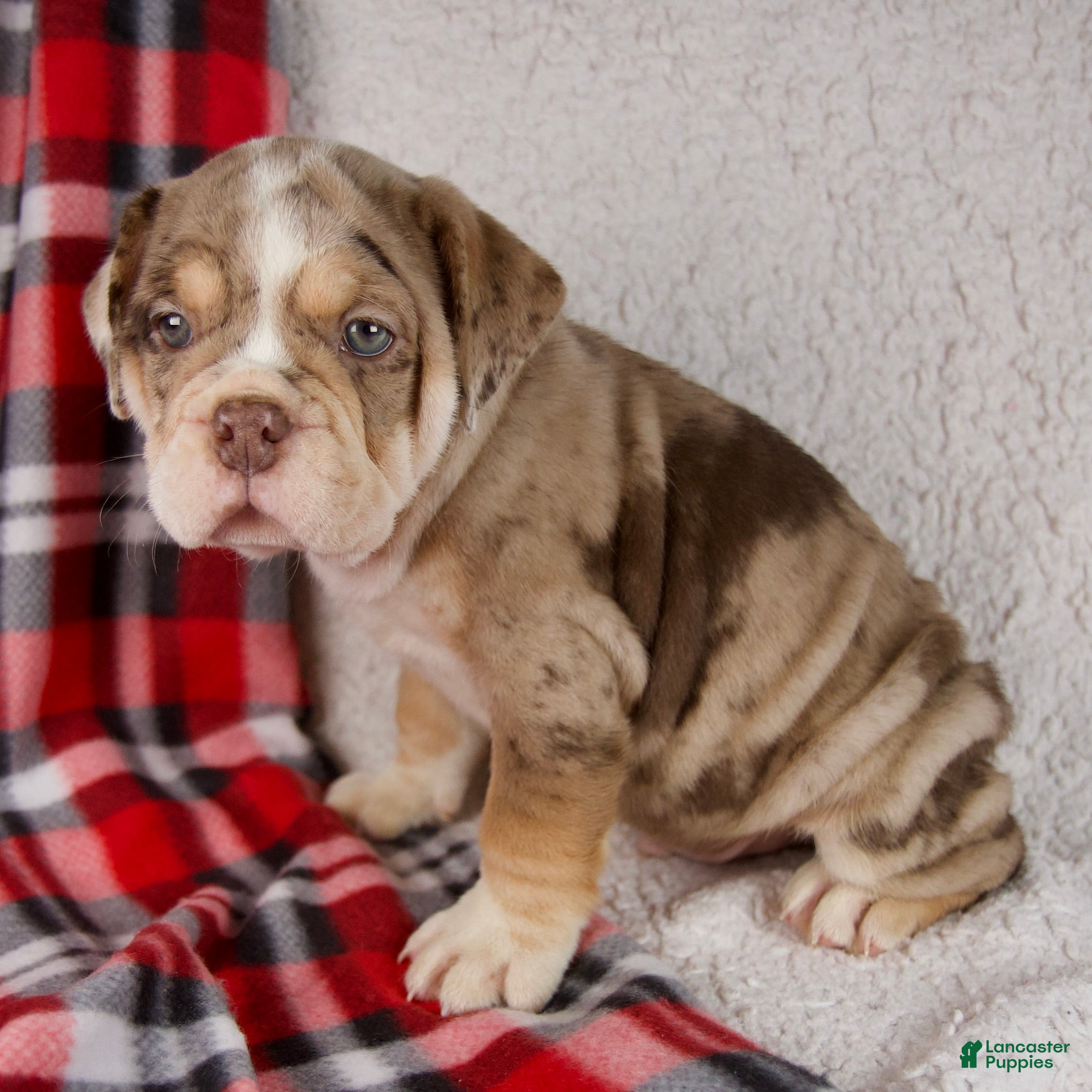 Mixed Breed dogs Hunter - Ad 15