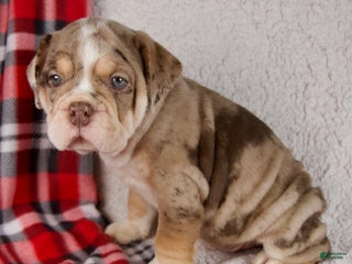 Mixed Breed dogs Hunter - Ad 42