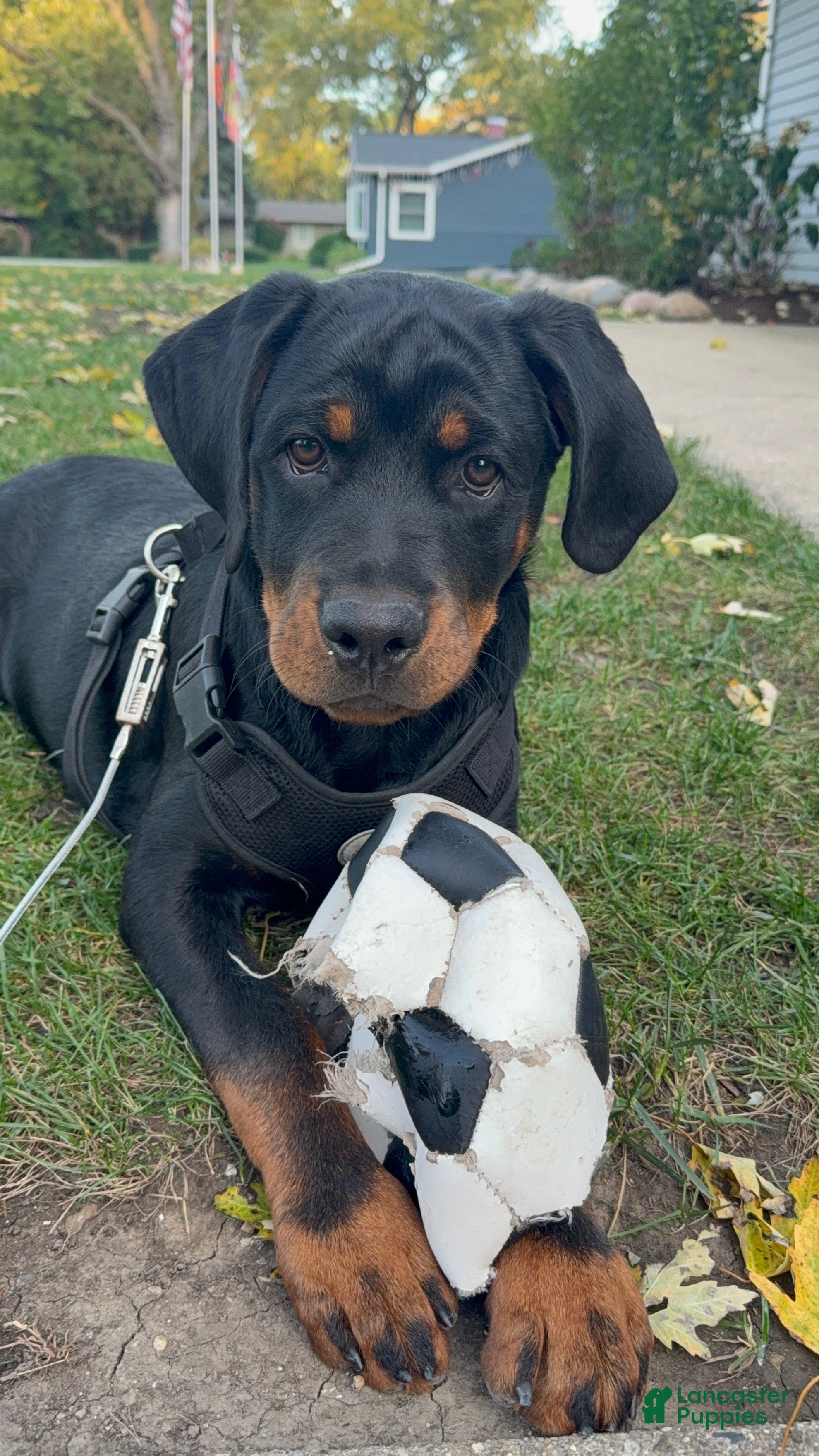 Rottweiler dogs for sale: Rottweiler 1 - Ad 35