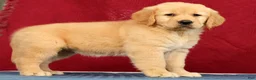 Golden Retriever dogs for sale: Aerie - Ad 5