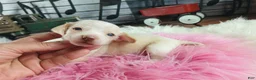 Dachshund dogs for sale: Nationwide delivery. Sugar pies piebald girl chocolate nose - Ad 10