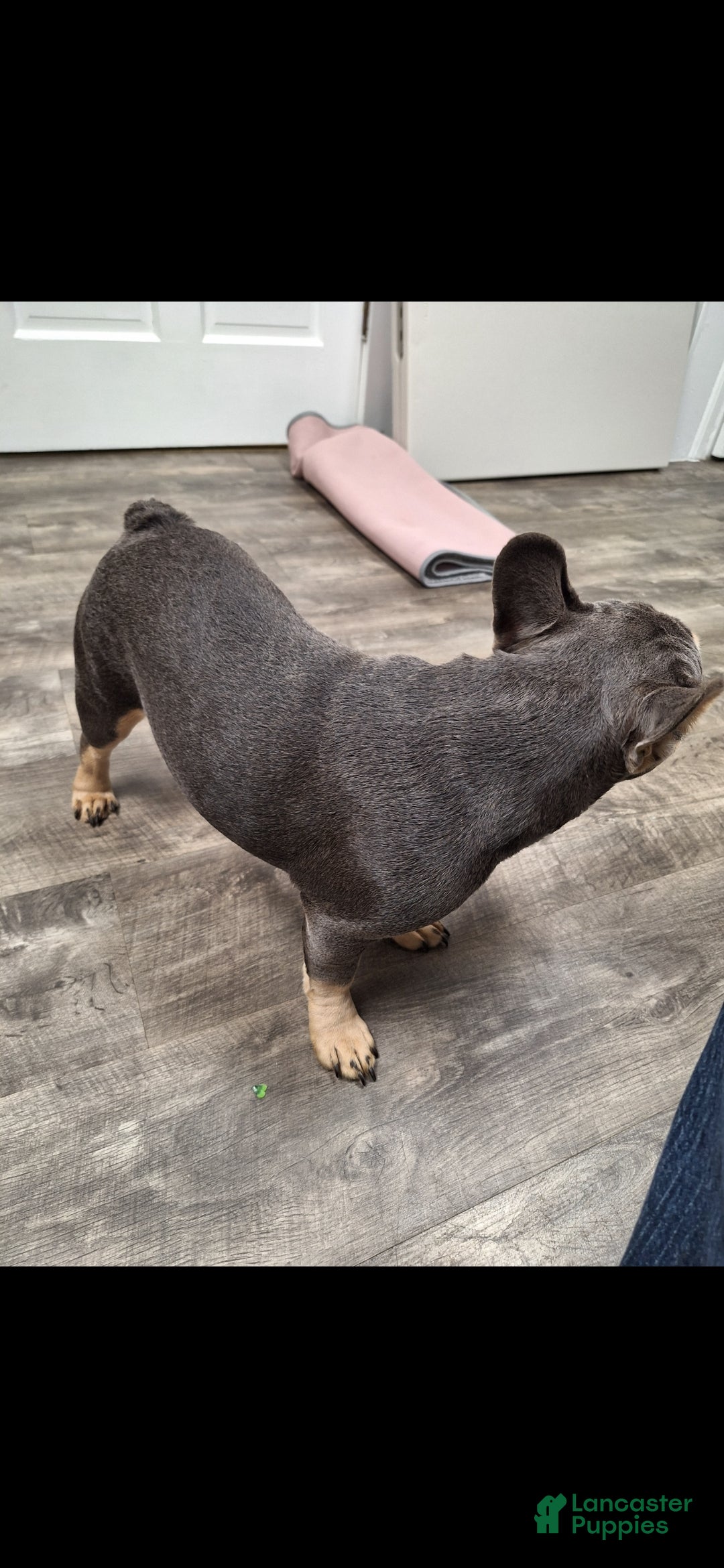 French Bulldog dogs for sale: Gil - Ad 11