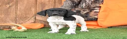 German Shorthaired Pointer dogs for sale: Sport - Ad 3
