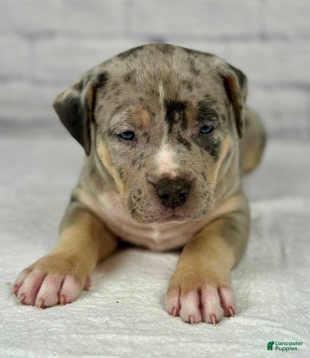 American Bully dogs for sale: Blue Moon - Ad 14