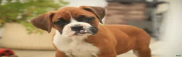 Boxer dogs for sale: Lily - Ad 6