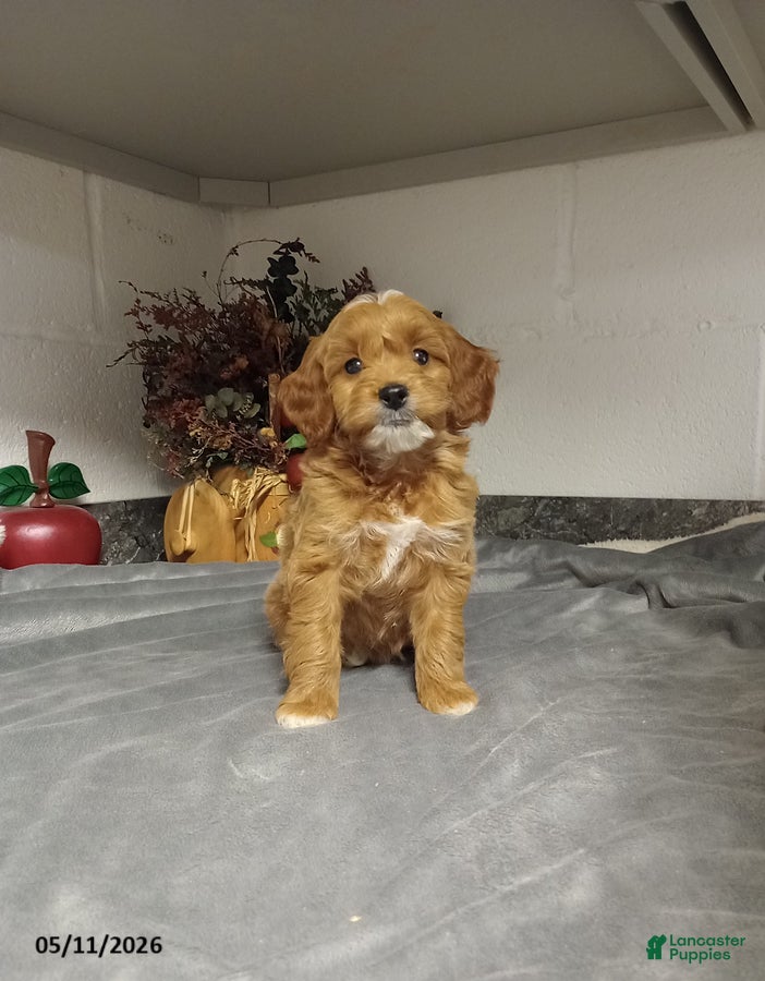 Mini Goldendoodle dogs Delilah - Ad 22