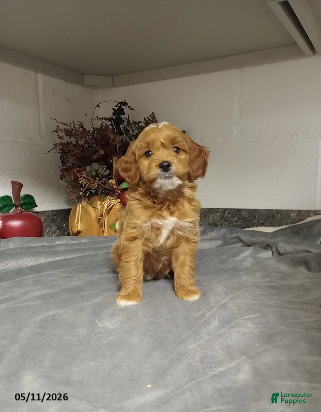 Mini Goldendoodle dogs for sale: Delilah - Ad 1