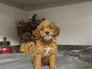 Mini Goldendoodle dogs Delilah - Ad 22