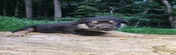 German Shepherd dogs for sale: German Shepherd 5 Titan - Ad 8