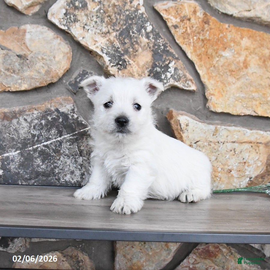 West Highland Terrier dogs Tyler - Ad 12