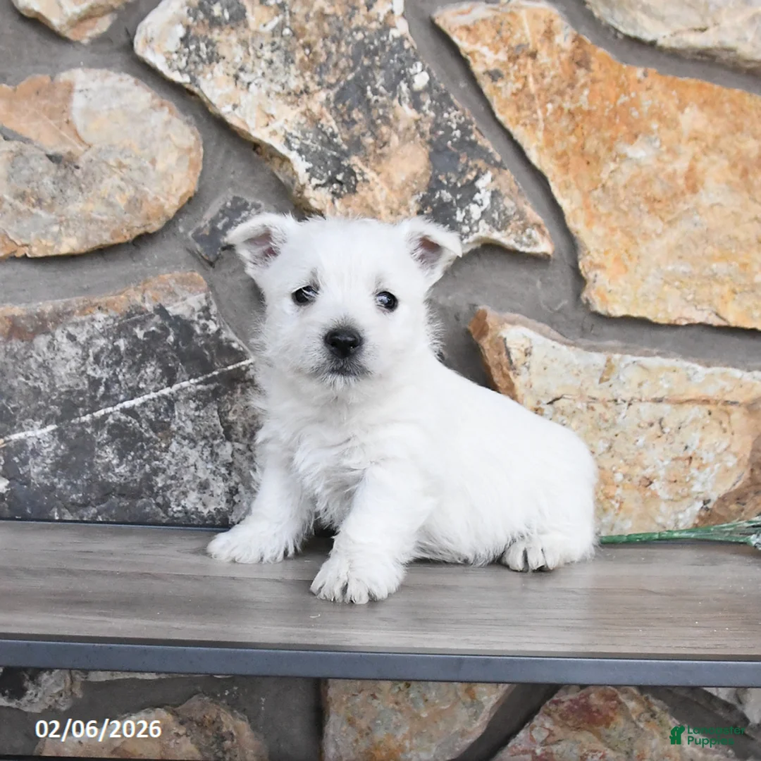 West Highland Terrier dogs for sale: Tyler - Ad 1