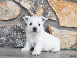 West Highland Terrier dogs Tyler - Ad 12