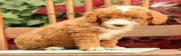 Miniature Poodle dogs for sale: Tessa - Ad 3
