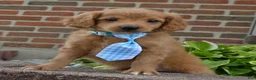 Mini Goldendoodle dogs for sale: Mini Gordon - Ad 10