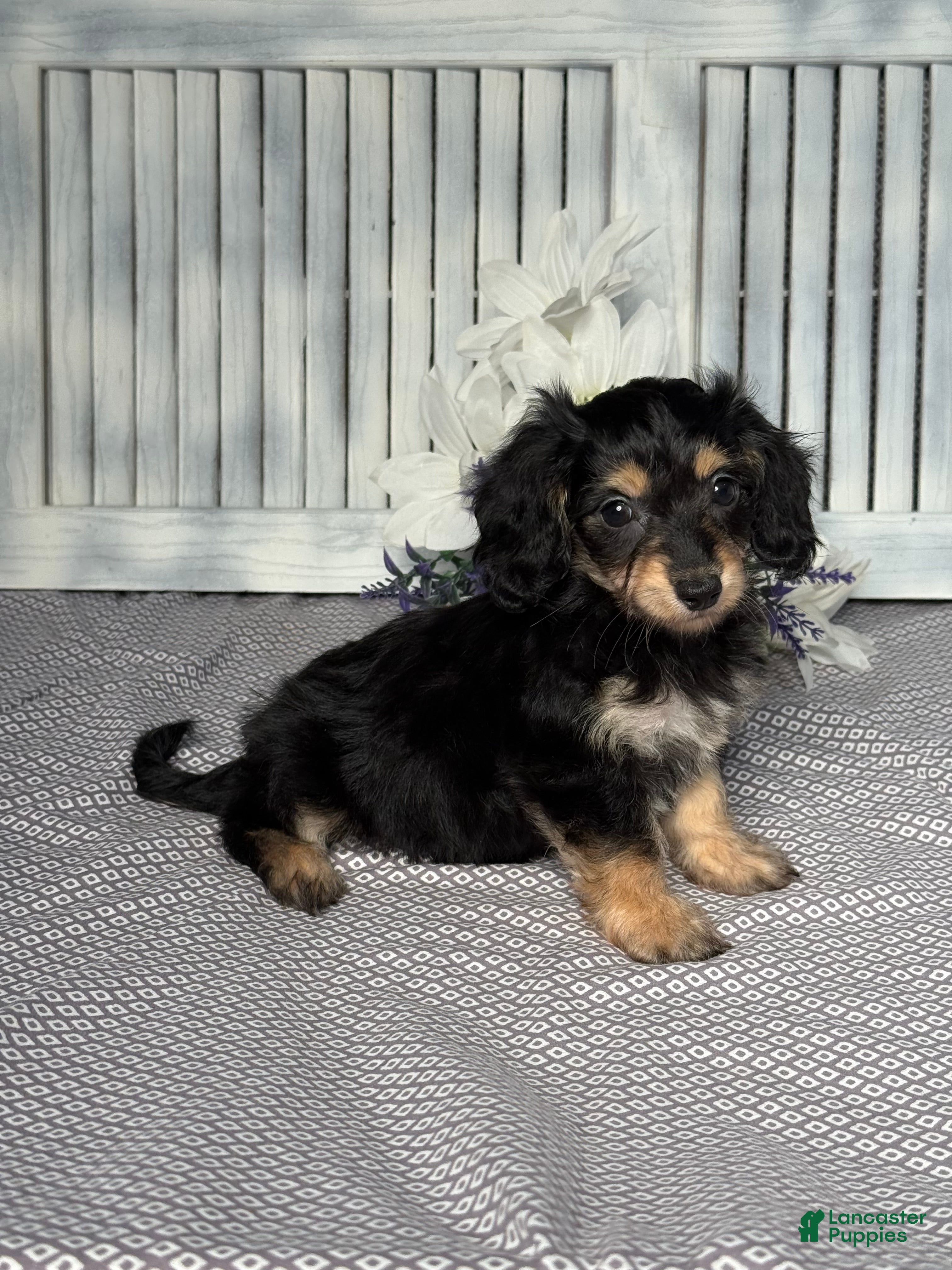 Mixed Breed dogs Amber - Ad 2