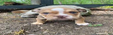 Tank