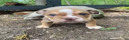 Mixed Breed dogs for sale: Tank - Ad 1