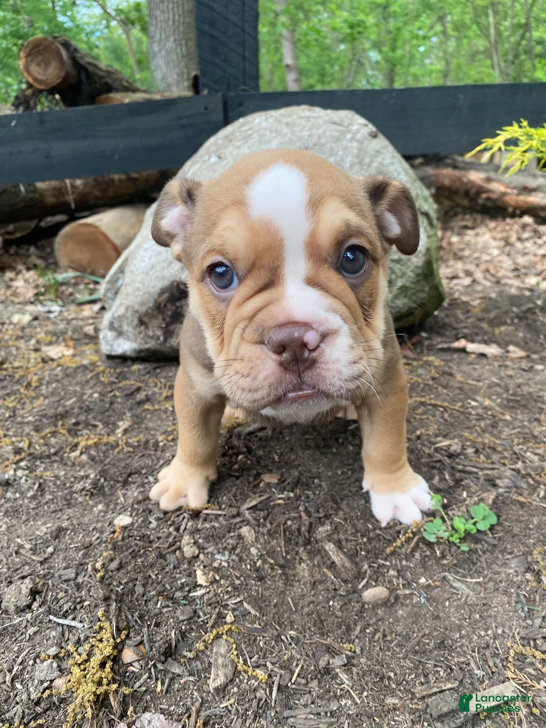 Mixed Breed dogs for sale: Tank - Ad 1