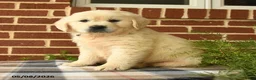 Golden Retriever dogs for sale: Penny - Ad 1