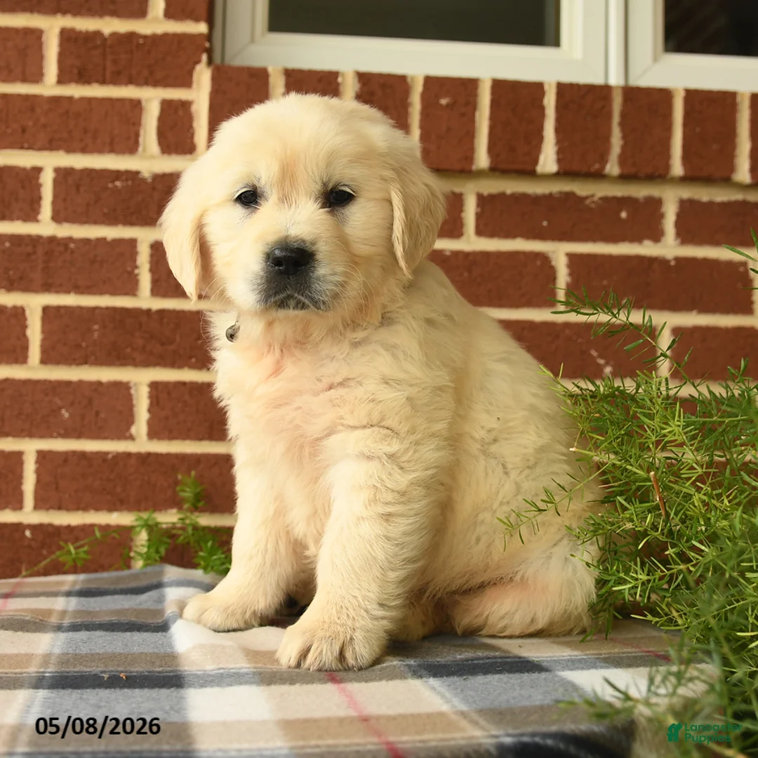 Golden Retriever dogs for sale: Penny - Ad 1