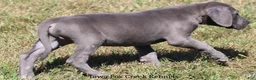 Great Dane dogs for sale: Sarge - Ad 7