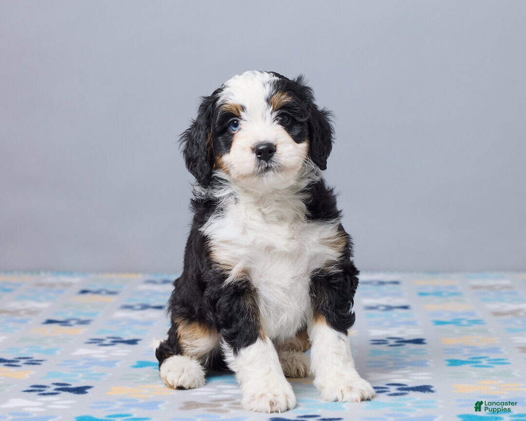 Mini Bernedoodle dogs Ilona - Ad 2