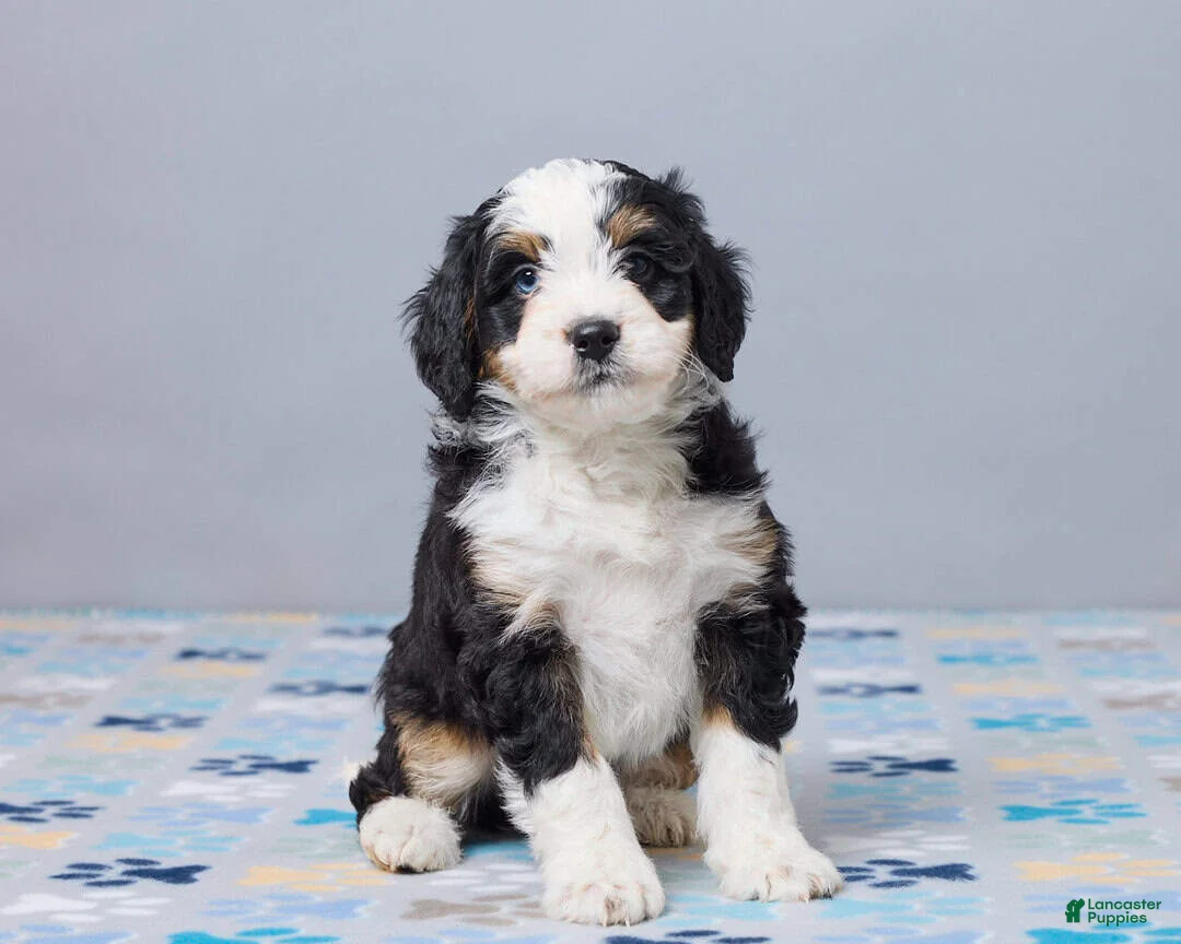 Mini Bernedoodle dogs for sale: Ilona - Ad 2