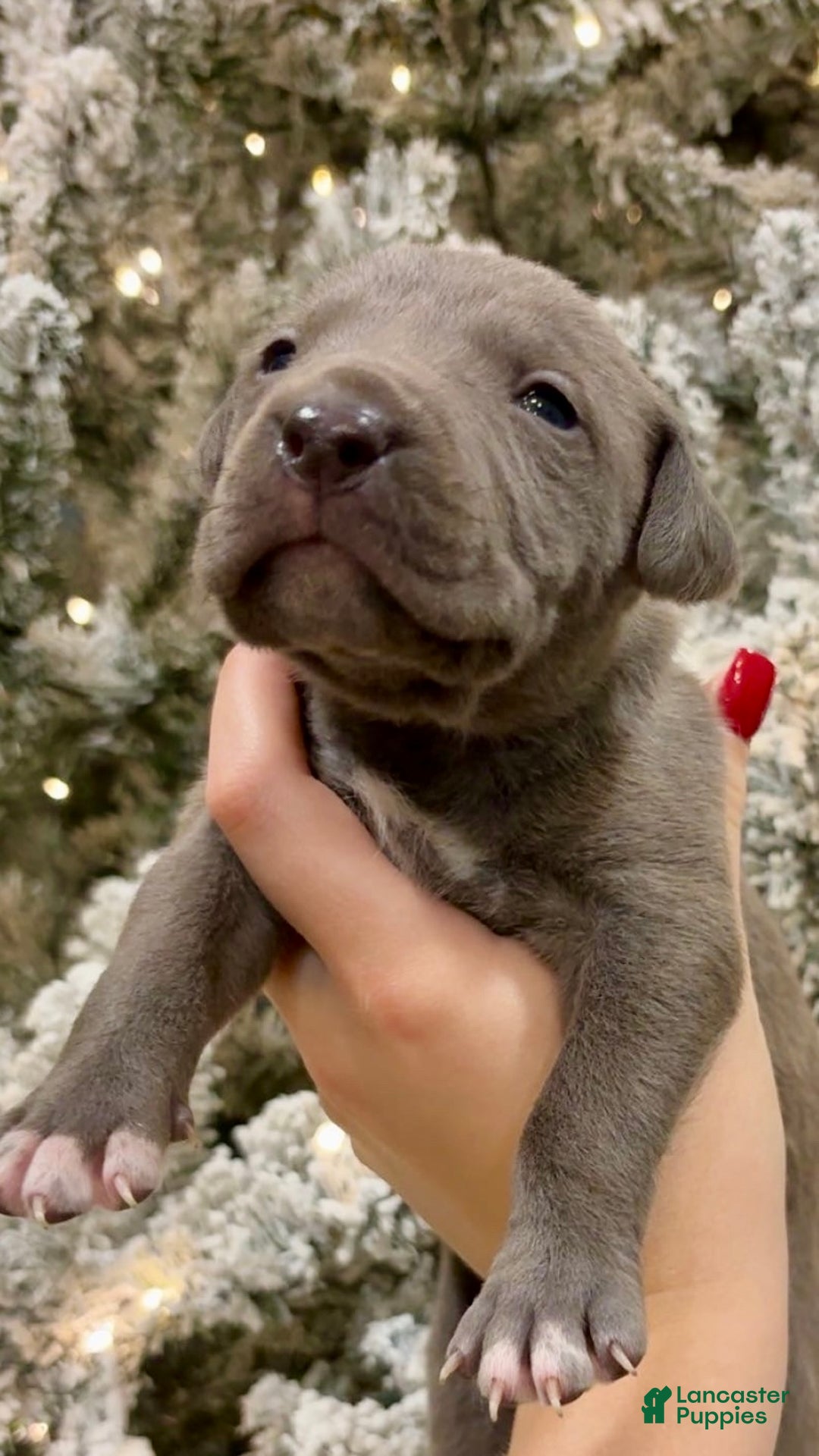 Mixed Breed dogs for sale: Mack 💙 - Ad 1