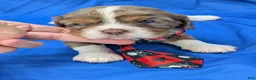 Cavalier King Charles Spaniel dogs for sale: Chocolate tri merle light - Ad 1