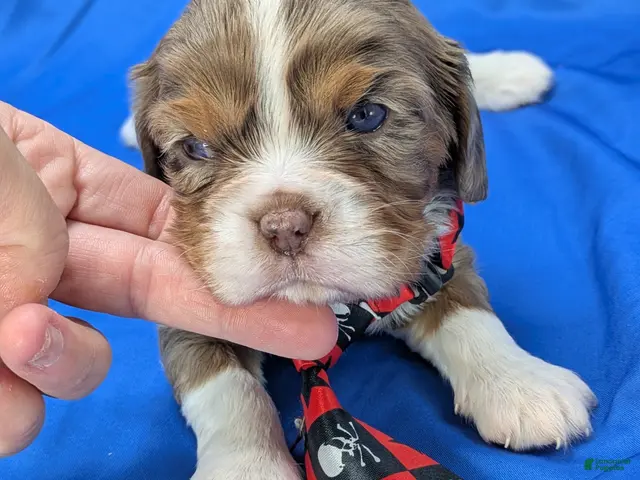 Cavalier King Charles Spaniel dogs Chocolate tri merle light - Ad 22