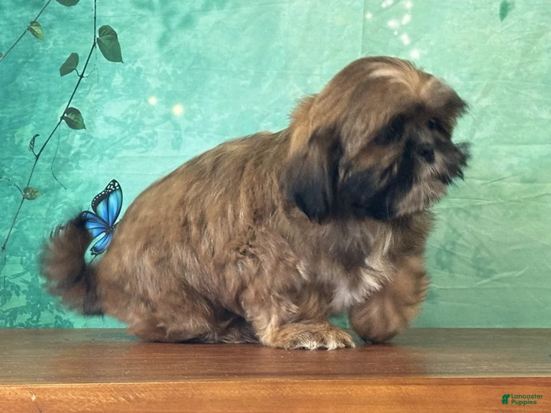 Shih Tzu dogs for sale: Chewy - Ad 2