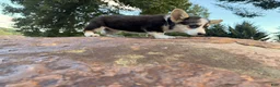 Welsh Corgi Pembroke dogs for sale: Annie - Ad 17