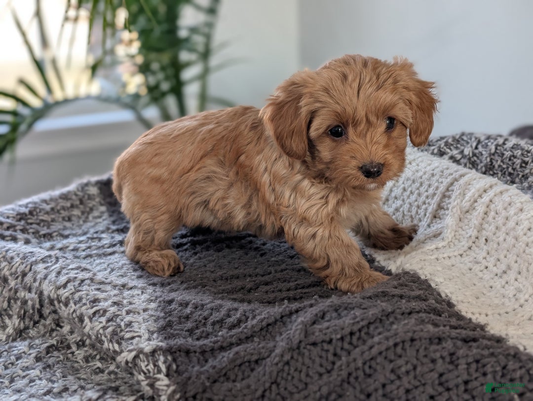 Yorkiepoo dogs for sale: Krissy - Ad 4