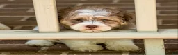 Shihpoo dogs for sale: Bennett - Ad 11