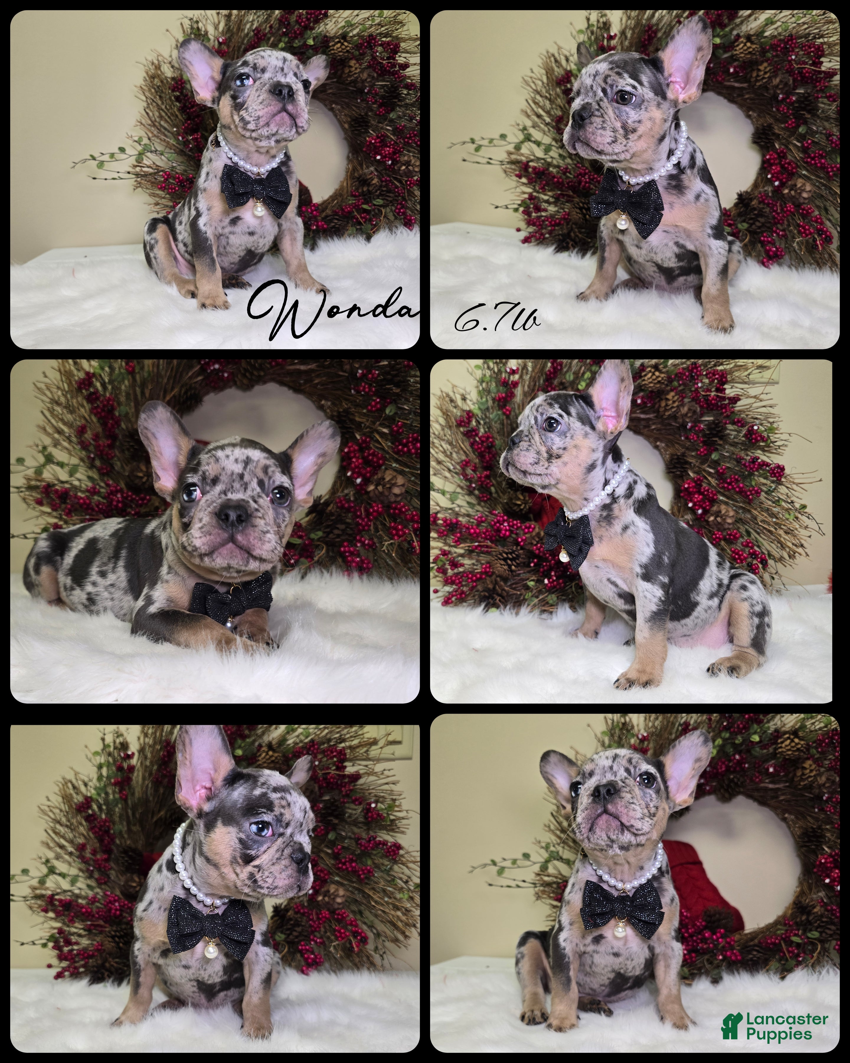 French Bulldog dogs Wonda - Ad 2