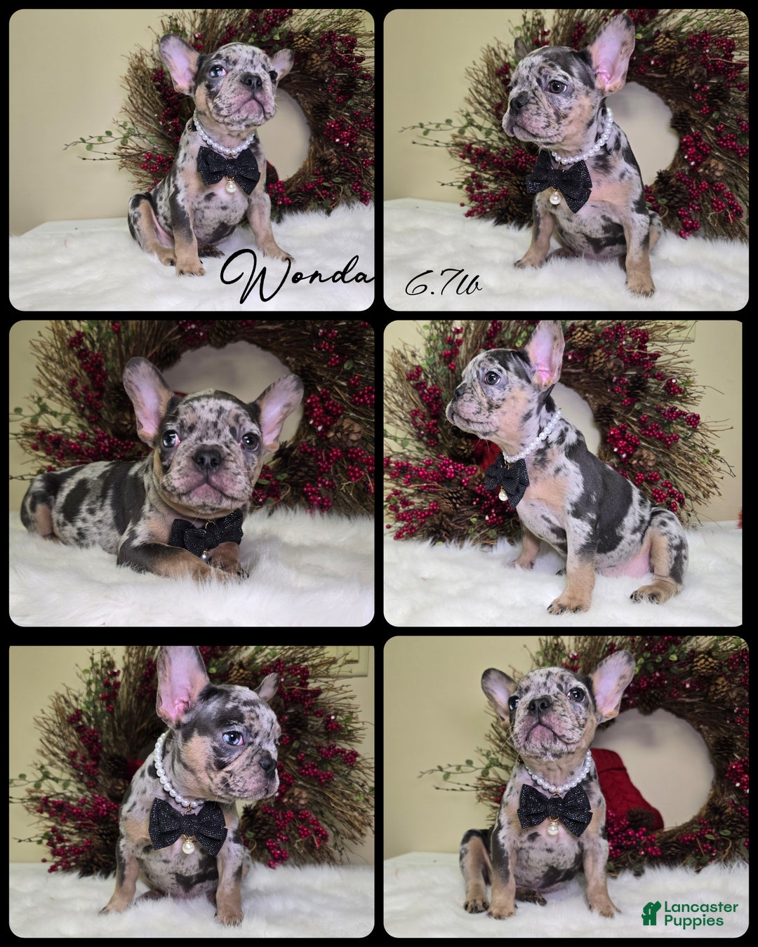 French Bulldog dogs for sale: Wonda - Ad 1