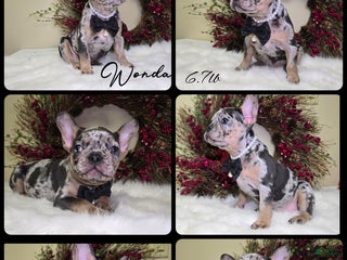 French Bulldog dogs Wonda - Ad 2