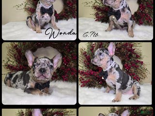 French Bulldog dogs Wonda - Ad 36