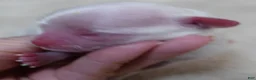 Maltese dogs for sale: Kenobi - Ad 4