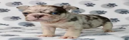 French Bulldog dogs for sale: Mochi - Ad 3