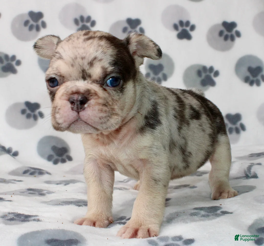 French Bulldog dogs for sale: Mochi - Ad 3